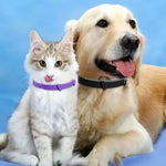 Adjustable Plastic Dog Collar Waterproof Pet