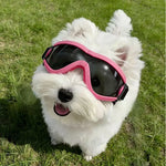 These Pet Dog Sunglasses Can Block Ultraviolet Rays